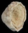Flower-Like Sandstone Concretion - Pseudo Stromatolite #62208-1